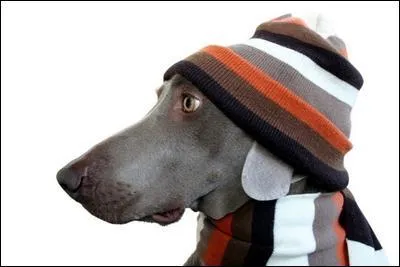 Les vtements pour chien arrivent ! Le prnom Armani est utilis pour :