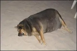 La curiosit est un canin dfaut ! Le prnom  Gaufrette  existe-t-il ?