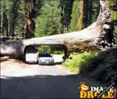 Pour les noms vgtaux, c'est essentiellement fminin. Mais il y a par exemple chez les prnoms masculins :