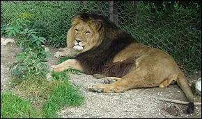 35- Les animaux qu'il ne vaut mieux pas approcher : Le lion d'Afrique tue 200 personnes par an :