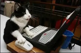 Un chat s'est inscrit sur Quizz.biz ? Les chats voient dans le noir :