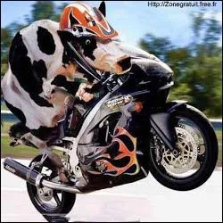 Non, le lait n'est pas un carburant pour moto ! Scientifiquement parlant, le buf est le mâle de la vache :