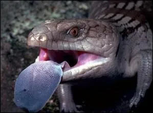 Au pays des "Schtroumpfs", on parle dans n'importe quelle langue ! Le muscle le plus puissant du corps humain est la langue :