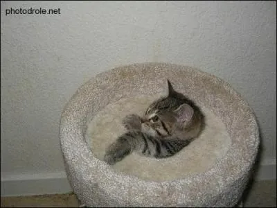 Ce chat va être englouti ! Est-ce vraiment possible d'être englouti vivant par des sables mouvants ?