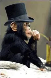 L'Homme descend du singe :