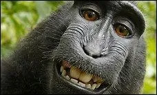 Souriez ! C'est Charles Darwin qui a "inventé" le concept de la théorie l'évolution :