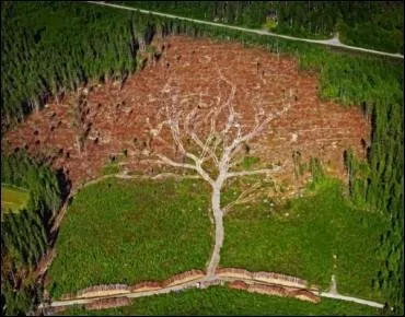 La palmier est un arbre :