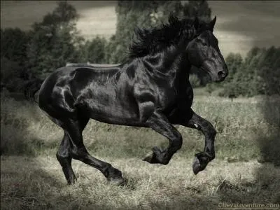 Dans cette autre version, qui est Tom ?