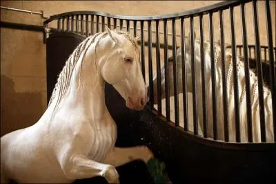 Le groupe de metal allemand Heaven Shall Burn a crit une chanson intitule  Godiva , sur l'album Veto de 2013. Il existe une marque de vtement  godiva . Un savon/shampoing de Lush porte le nom  godiva .