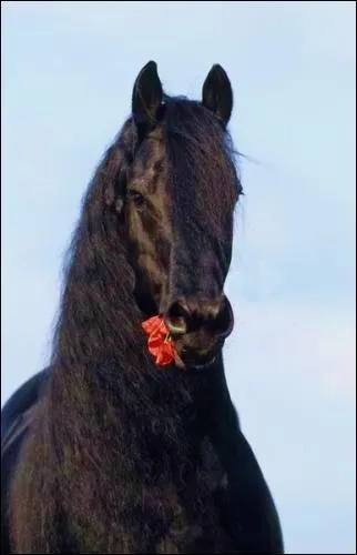 Quelle srie amricaine pour adolescents a ddi un pisode au personnage de Lady Godiva ?