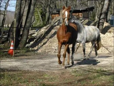 Comment amener son cheval sur le terrain ?