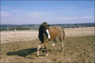 Quelle est la principale rgle de scurit dans un(e) mange/carrire ?
