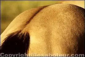 Comment appelle t-on le haut de la fesse du Cheval ?