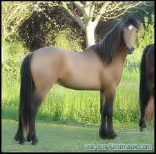 Quelle est la robe de ce cheval ?