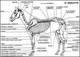 Lequel des 3 compose l'anatomie du cheval ?