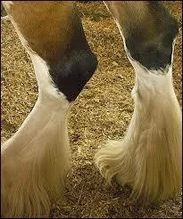 Comment appelons-nous les  jambes  du cheval ?
