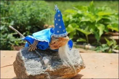 Il a ador Harry Potter, et Gandalf le gris, du coup il s'est dguis !