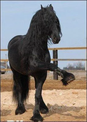 Lorsque vous tournez avec les deux rnes dans une main, vous tournez :