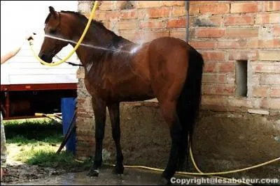 Doucher le corps de sa monture permet :