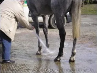 Doucher les membres de sa monture permet :
