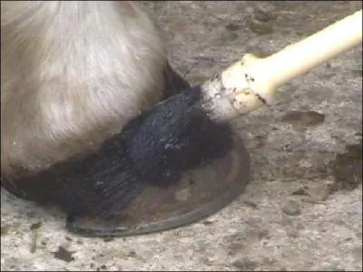 Vous graissez les pieds :