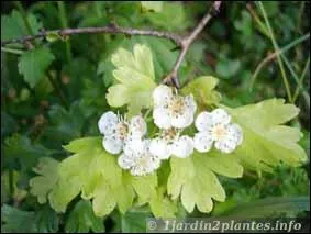 Quelle est cette jolie fleur dont l'arbuste porte des pines ?