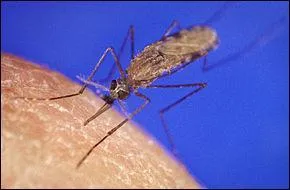De quelle maladie est responsable le moustique nomm anophle ?