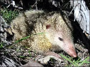 Tenrec ou Tangue, c'est le Hrisson de Madagascar, pourquoi le chasse-t-on  l'le Maurice ou  la Runion ?