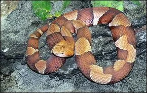 Quel est ce serpent dont la morsure  la cheville peut tre de gravit modre chez un adulte, mais mortelle  l'abdomen, ou sur le visage d'un enfant ?