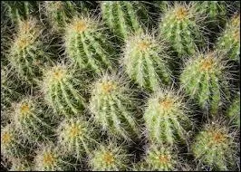 Qui chantait  Dans la vie il y a des cactus, moi je me pique de le savoir  ?