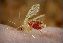 Le phlbotome est un moustique trs dangereux pour les chiens. De quelle maladie est-il responsable ?