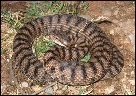 Est-il exact que la piqre de la vipre aspic soit mortelle si un anti-venin n'est pas administr rapidement ?