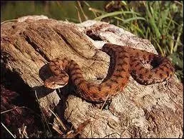 Est-il exact qu'en France la vipre aspic soit un animal protg ?