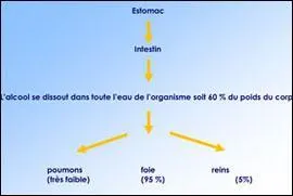 L'alcool mme en trs petite quantit est rapidement absorb dans le sang, dans quelle partie du corps, l'alcool a du mal  diffuser ?