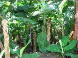Une plantation de bananiers est une [... ].