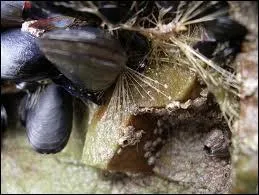 Certains mollusques utilisent ces filaments pour se fixer. On les appelle des [... ].