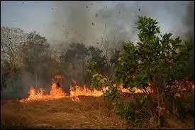 Le terrain sur l'image est d�frich� par le feu, c'est un [... ].