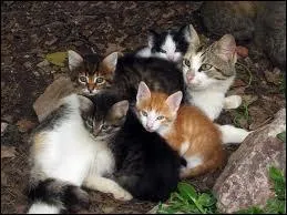 Que racontent les prologues ?