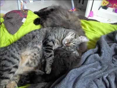 Comment toile Bleue est-elle morte ?