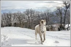 Que dois-je mettre en hiver pour mon cheval ?