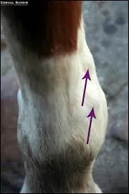 Mon cheval a une blessure aux tendons, que faire ?