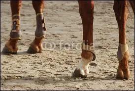 Aprs le travail, je dois passer ma main sur les membres, mais quelles parties en particulier ?