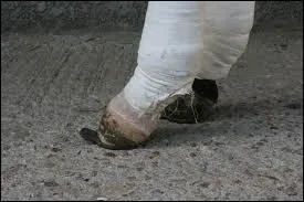 Qu'est-ce qu'une bleime ?