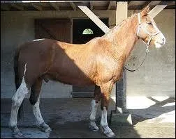 Si ma monture est mouille aprs le travail,  part la doucher, que puis-je faire ?