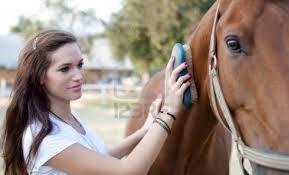 Quiz Equitation