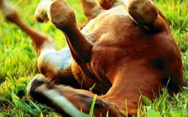 Quiz Galop 4
