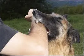 Comment dit-on  mordre  en anglais ?