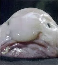 Quel est le nom de cet animal ?