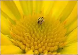 Quelle est cette couleur ?