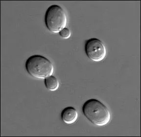  quoi l'utilise-t-on ?